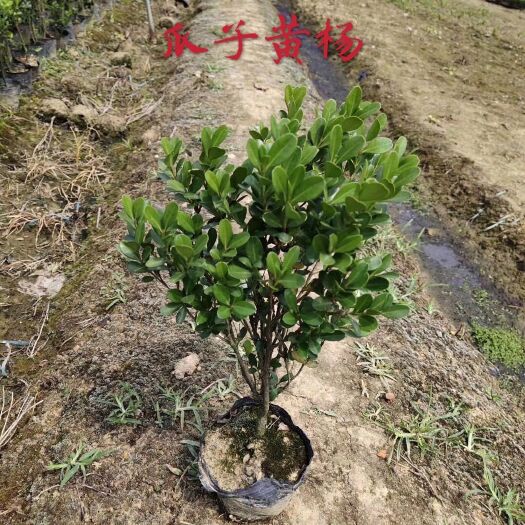浏阳市小叶黄杨