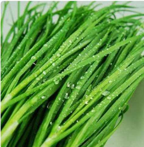 大叶韭菜 头茬