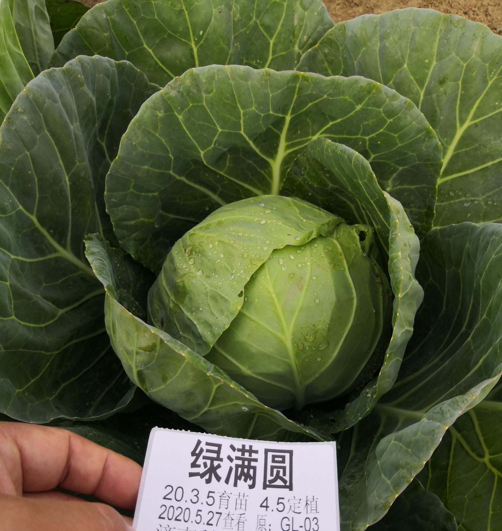 绿甘蓝种子  绿满圆