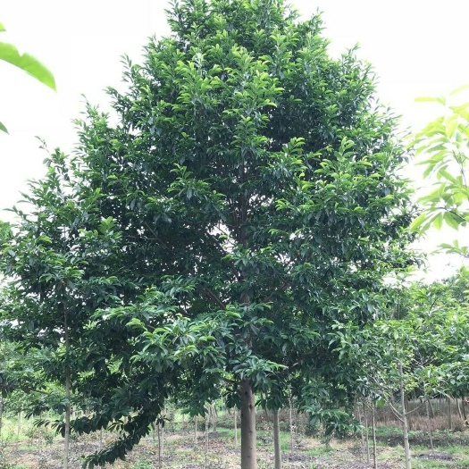 成都 成都乐昌含笑基地   四川乐昌含笑价格   成都绿化苗木