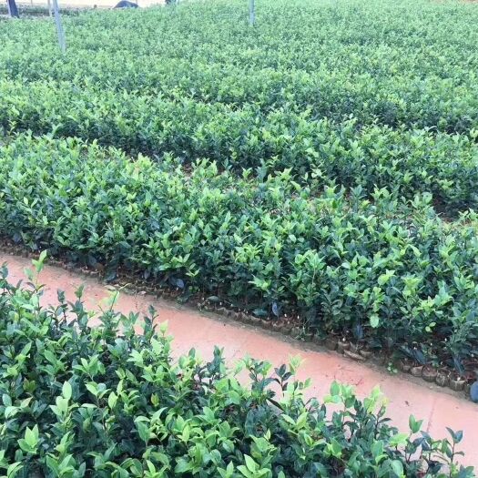 南宁 油茶树苗山茶油高产嫁接茶子树南方种植山茶籽茶油树茶树苗