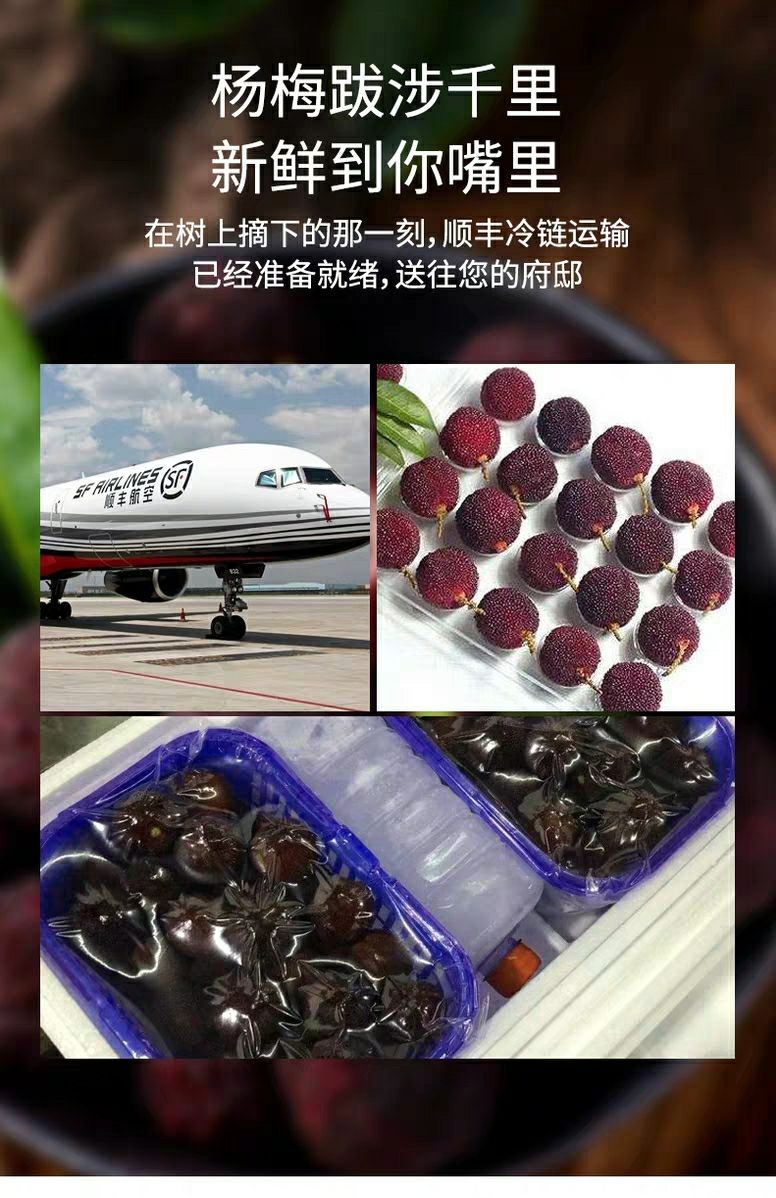  余姚丈亭梅溪杨梅高山杨梅无污染可吃杨梅