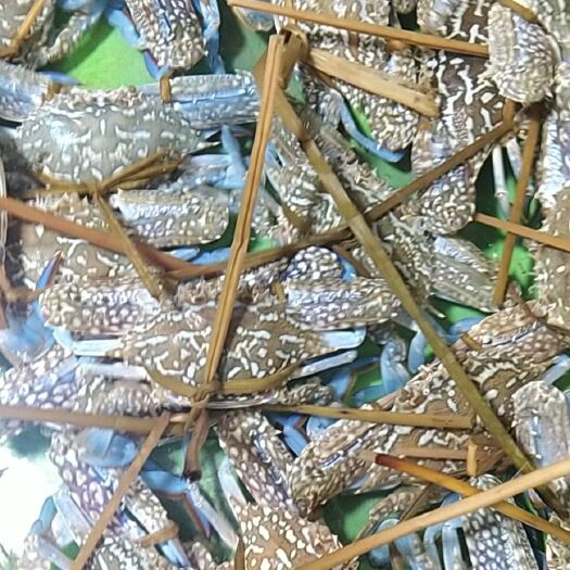 钦州蓝花蟹 大量花蟹批发