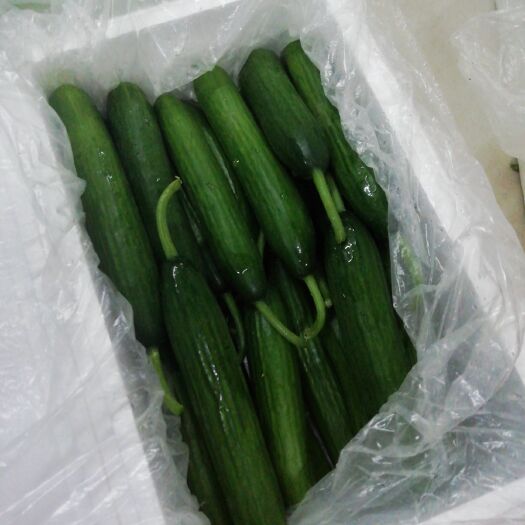 宜黄县水果黄瓜 15~25cm