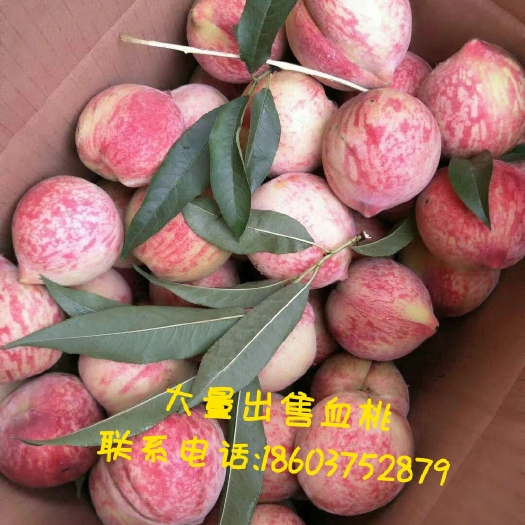 鲁山县 正宗山地血桃  量大从优  美味可口   营养价值高！