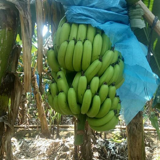 雷州市香蕉  香甜软糯的威廉斯靓蕉，消化佳品