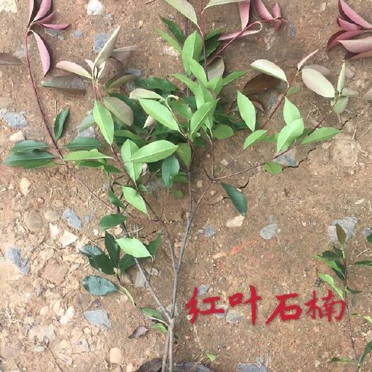 浏阳市普通红叶石楠
