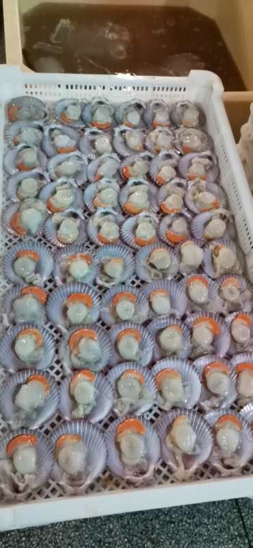 北海小红贝 10-20只/公斤 冷冻水产