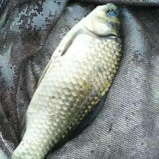 巴中【中科三号鲫鱼】！免费检测水质，鱼塘规划鱼苗搭配及售后服务