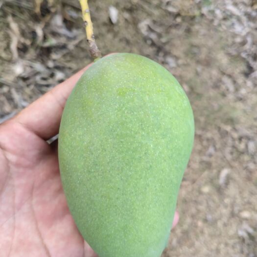 百色小台农 百色最甜小台