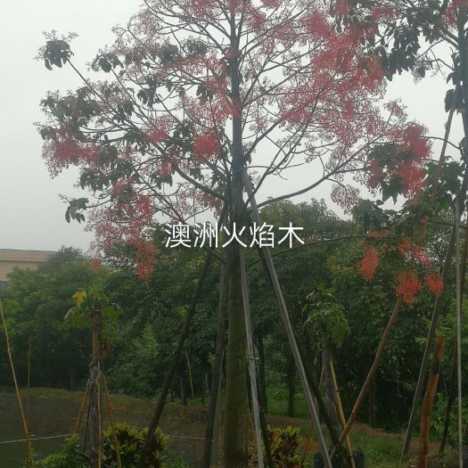 漳浦县火焰木 澳洲火炎木