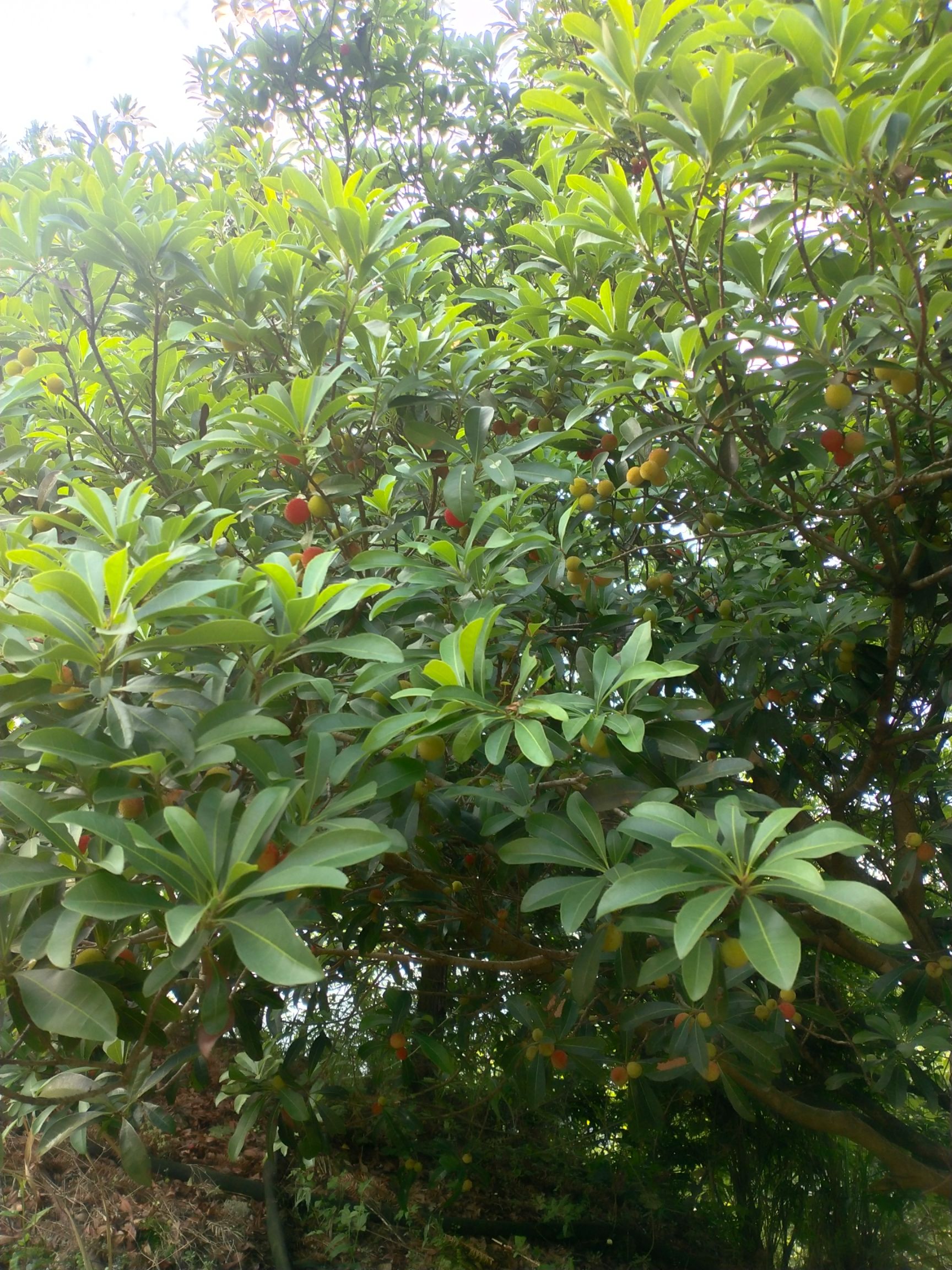 靖州杨梅 ****梅马上上市，有需要的联系我，顺丰快递