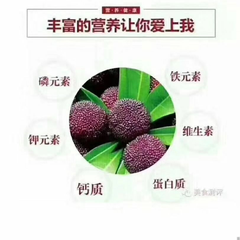  余姚丈亭梅溪杨梅高山杨梅无污染可吃杨梅