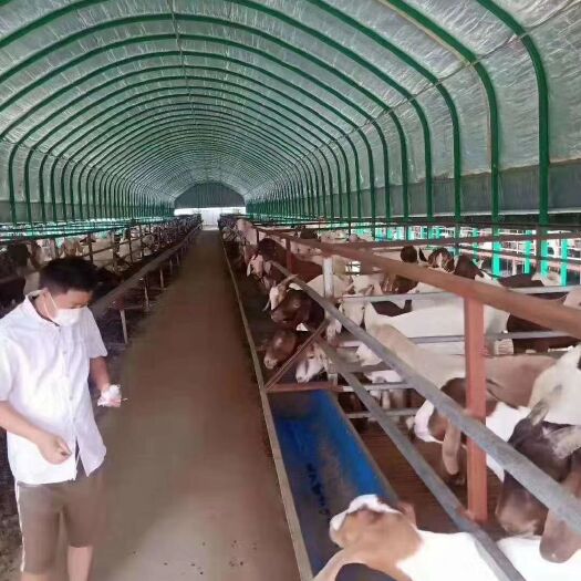 天津养殖大棚骨架 养殖棚，蔬菜大棚，