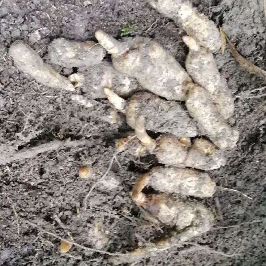 绥阳县 来自遵义海拔1400米以上原始森林里的天麻！手工采，量少质佳
