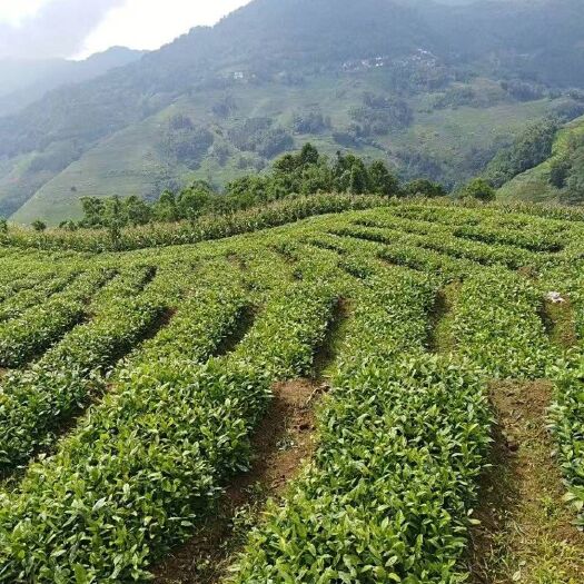 蒙自市大树茶苗 真正的大树茶叶种子苗，苗高40公分以上