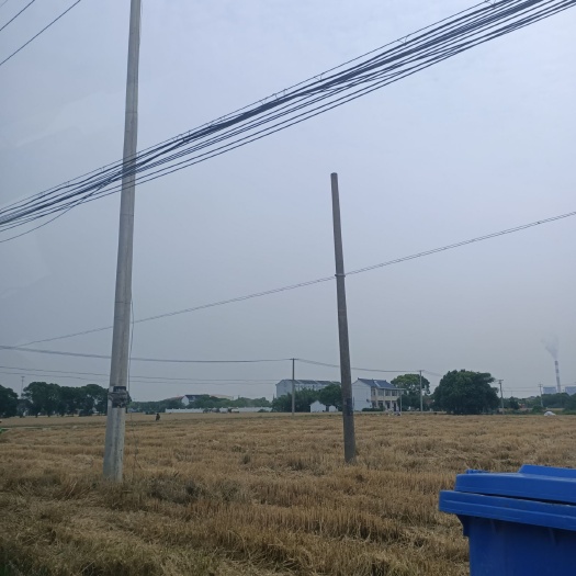 单县 2020小麦秸秆预售 最好是搞种植的