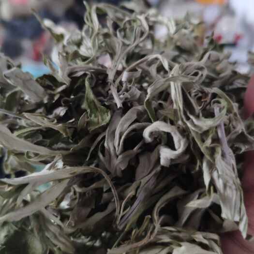 艾叶，端午节艾叶，无杆，纯叶子。