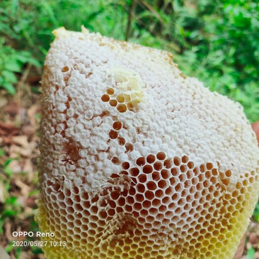 巴马县 土蜂蜜