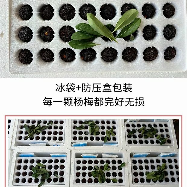  余姚丈亭梅溪杨梅高山杨梅无污染可吃杨梅