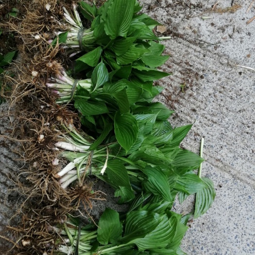 宣恩县 玉簪花