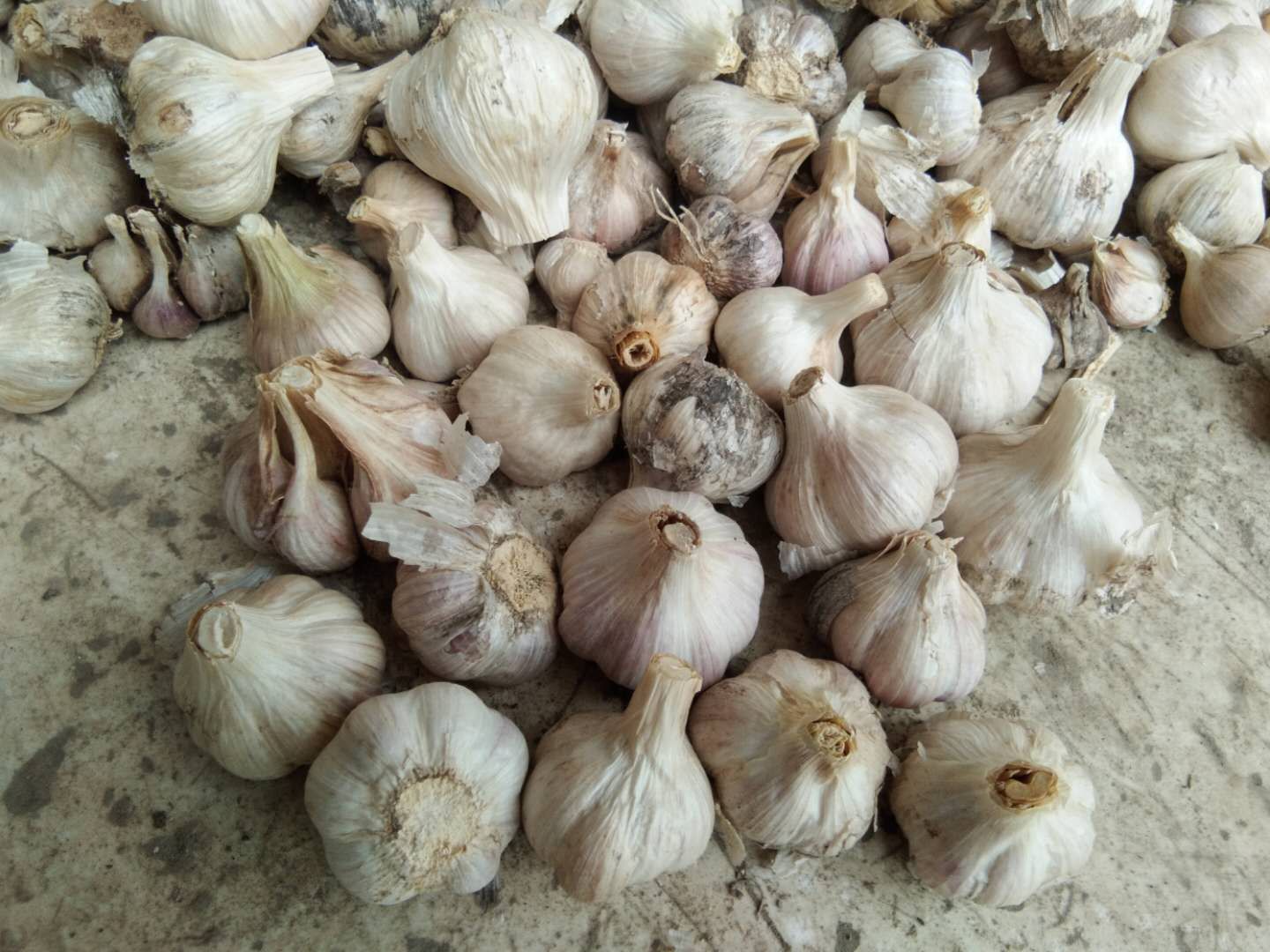 红帽蒜苔  专出蒜苔的蒜种正月早，腊月早。春节期间大量产蒜苔