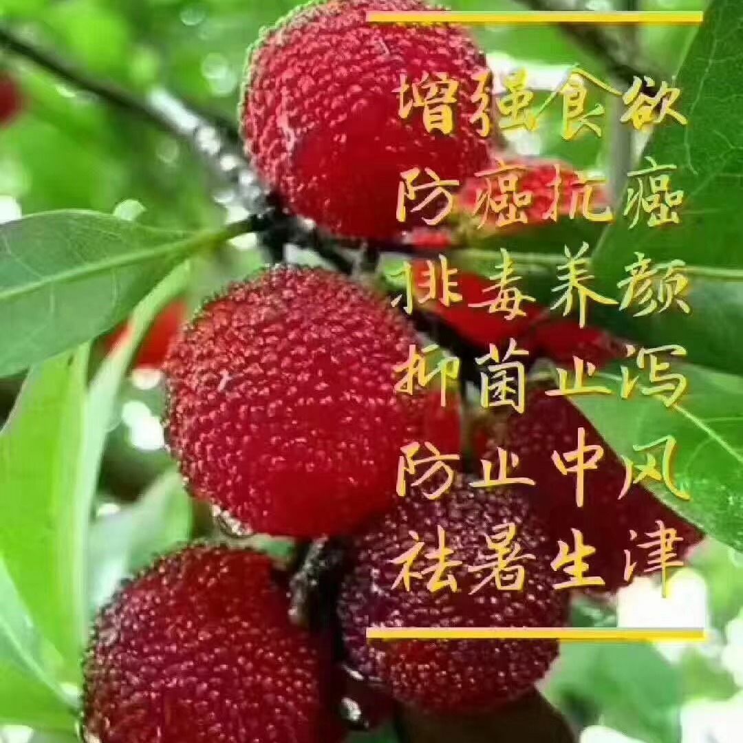  余姚丈亭梅溪杨梅高山杨梅无污染可吃杨梅
