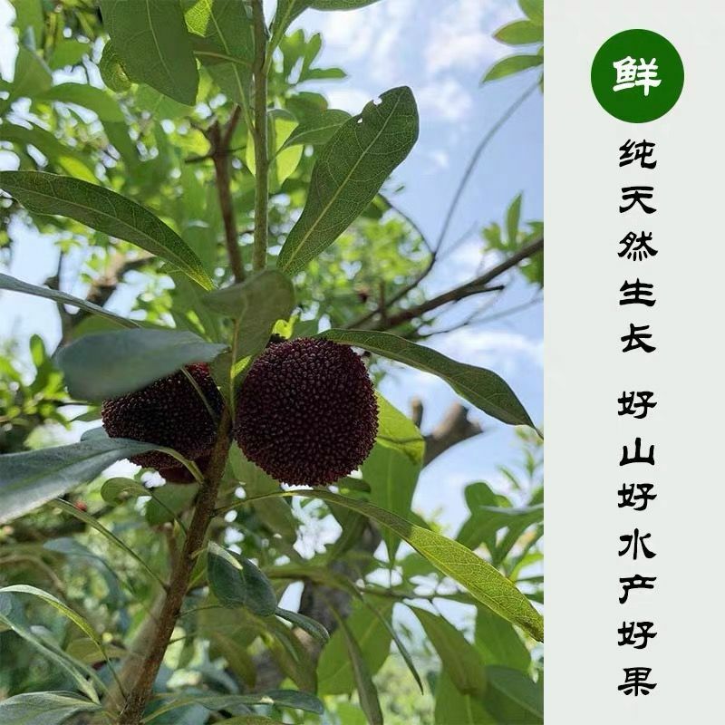  余姚丈亭梅溪杨梅高山杨梅无污染可吃杨梅