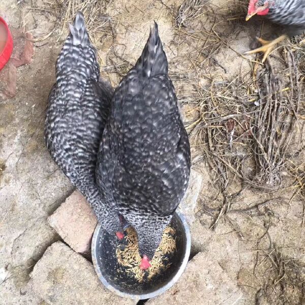 黑芦花鸡苗芦花鸡苗厂家直销量大从优质量保证包邮包打液氮马立