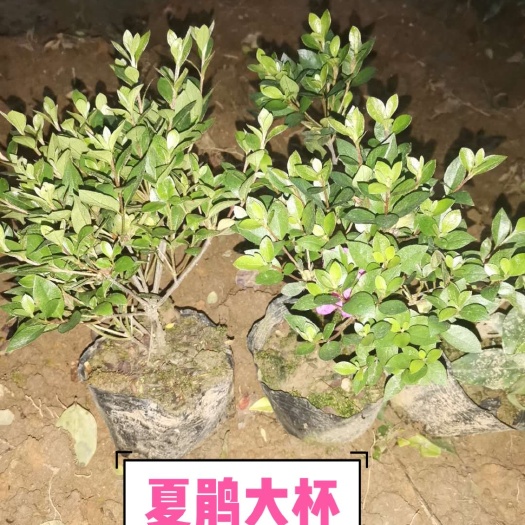 浏阳市夏鹃  夏娟杯苗，大量低价供货、基地直销、全国发货、保客商满意
