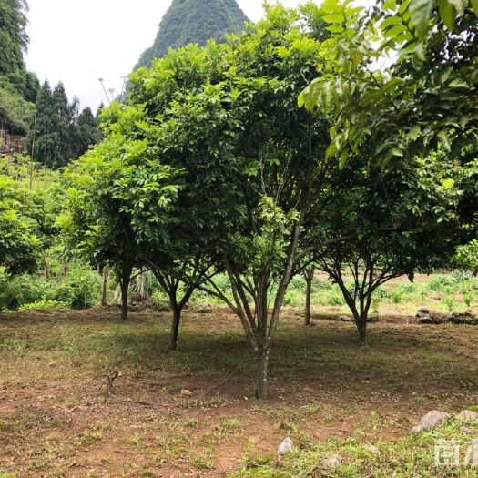 阳朔县黑黄皮果苗 黄皮