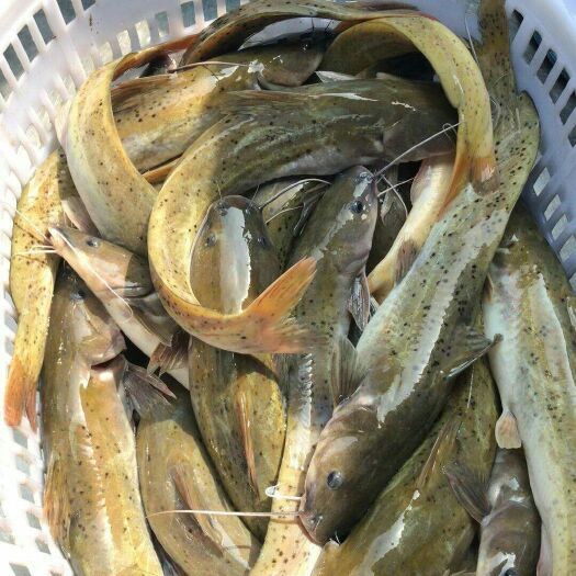 望谟县池塘鲤鱼  1-1.5公斤