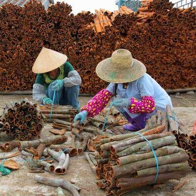容县 大量现货供应一级统货干桂皮，地址:广西容县浪水镇