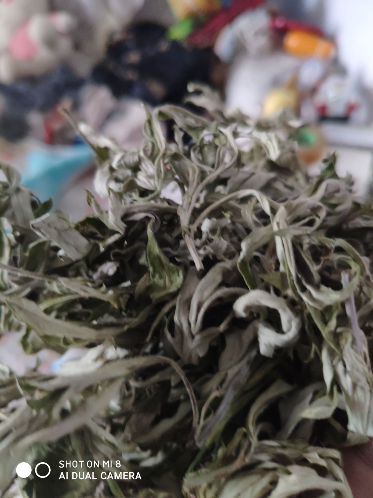 艾叶，端午节艾叶，无杆，纯叶子。