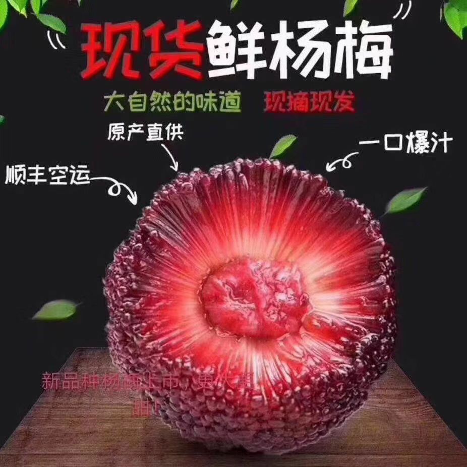  余姚丈亭梅溪杨梅高山杨梅无污染可吃杨梅