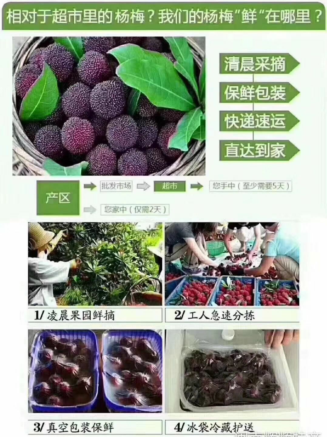  余姚丈亭梅溪杨梅高山杨梅无污染可吃杨梅