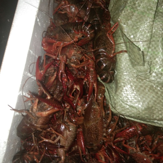广州青红虾 潜江稻田清水虾，底板干净，肉质鲜美，价廉物美