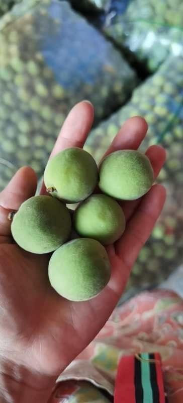 巨鹿县丰园红杏   青杏