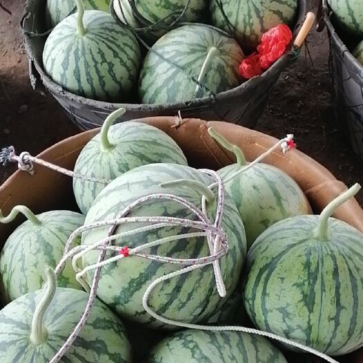 团风县8424西瓜  麒麟冰糖无籽西瓜，皮薄汁多，甜度高，五斤打底