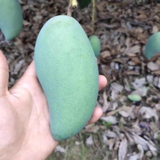 百色 百色金煌芒