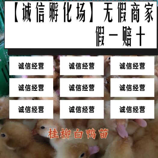 遵义 大白鸭苗烤鸭，包打疫苗，包 活，包邮
