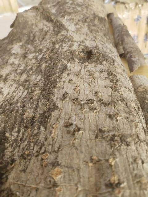 平利县 杜仲皮，货干，皮厚，打包出货。
