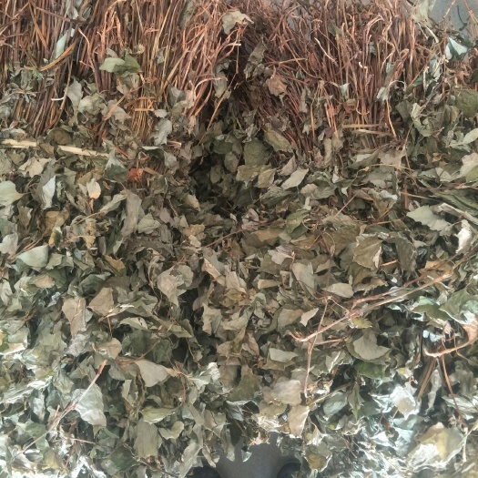 芦山县野生鱼腥草  鱼腥草