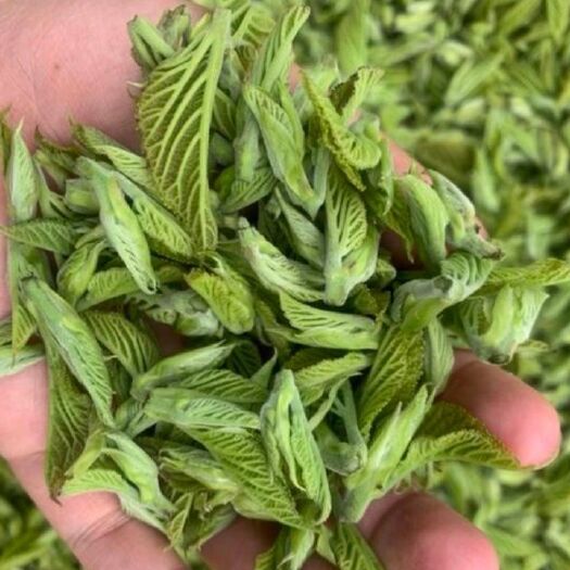 桑葉茶  芽茶 精選桑芽，翠嫩鮮芽純手工制作