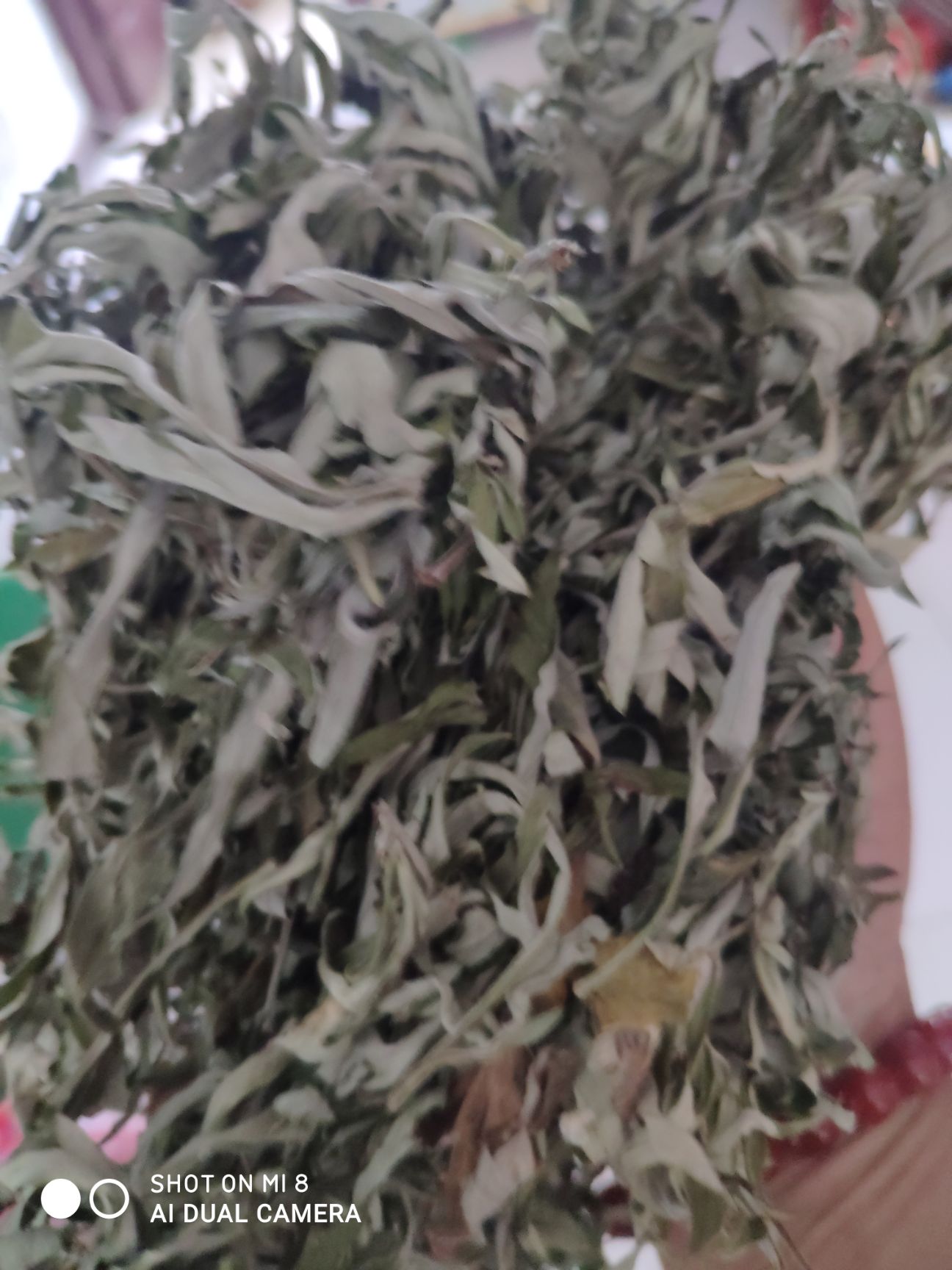 艾叶，端午节艾叶，无杆，纯叶子。