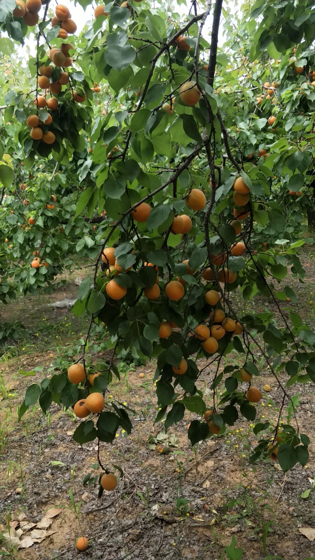  自家种的杏，可摘1万多斤，果农不易，给钱就卖