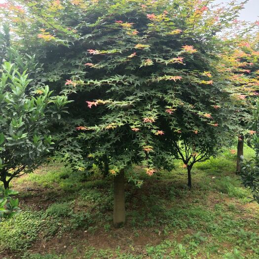 全州县 日本红枫