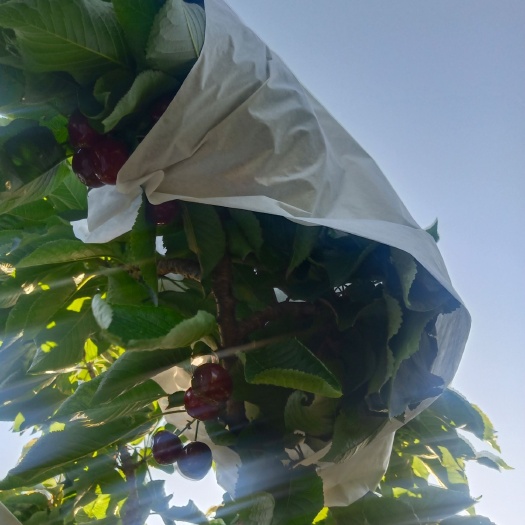 汉源县 汉源正宗大樱桃