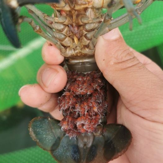 开平市澳洲淡水龙虾苗，活力好，快长大