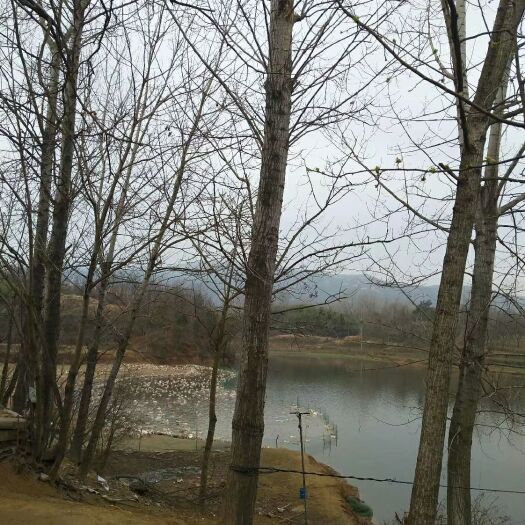 随县 一年老鸭